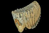 Fossil Palaeoloxodon (Mammoth Relative) M Molar - Hungary #149775-3